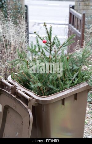 Arbre de Noël dans la corbeille de recyclage, en janvier, d'être recueillies et compostés comme déchets verts Banque D'Images