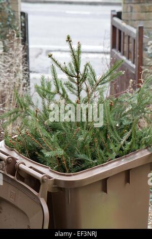 Arbre de Noël dans la corbeille de recyclage, en janvier, d'être recueillies et compostés comme déchets verts Banque D'Images