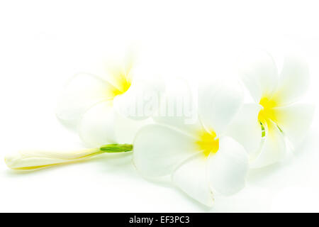 Blanc et jaune fleurs parfumées, Plumeria ou frangipanier, isolé sur fond blanc Banque D'Images