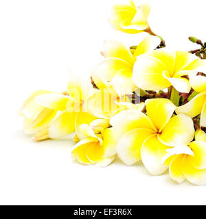 Fleur parfumée jaune, Plumeria ou frangipanier, isolé sur fond blanc Banque D'Images