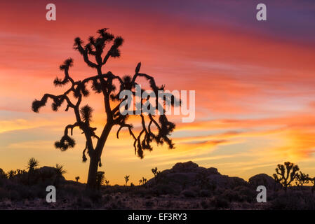 Joshua trees at sunrise ; Parc National de Joshua Tree, en Californie. Banque D'Images