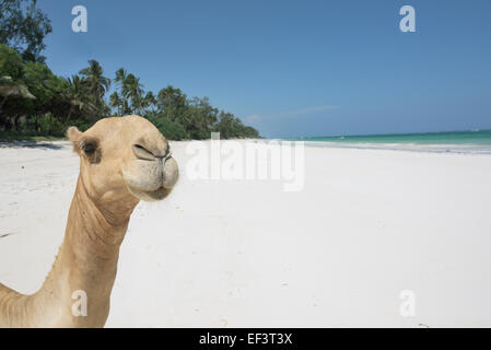 Crazy Camel à Ukunda Diani Beach, Mombasa, Kenya, Banque D'Images