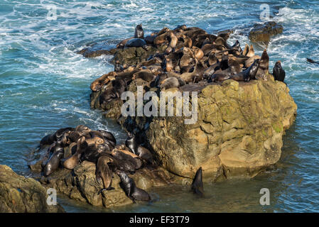 Les lions de mer sur la roche à Simpson de corail, Cape Arago State Park, le sud de l'Oregon Coast. Banque D'Images