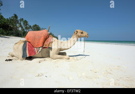 Crazy camel à Ukunda Diani Beach, Mombasa, Kenya, Banque D'Images