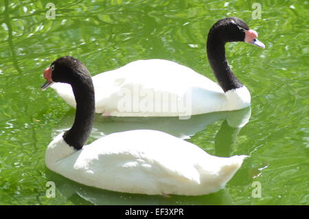 Black-necked swan journée ensoleillée Banque D'Images