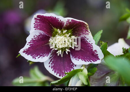 Hellebore 'Harvington White Speckled' fleurit dans un bois en fin d'hiver. Banque D'Images