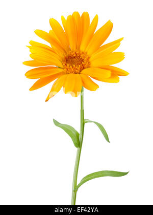 Calendula. Souci avec des feuilles isolées sur fond blanc Banque D'Images