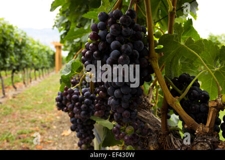 Grappes suspendues venu sur la vigne dans un vignoble près de Kelowna, en Colombie-Britannique, dans la région des vins de l'Okanagan. Banque D'Images