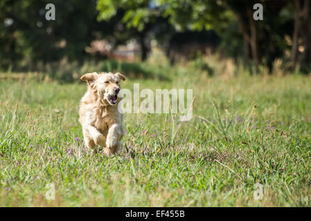 Golden Retriever à courir à travers les champs à pleine vitesse et plaisir. Banque D'Images