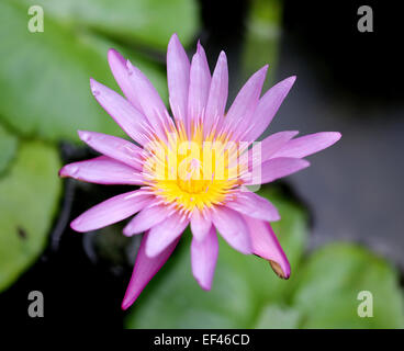 Un magnifique nénuphar violet dans un étang Banque D'Images