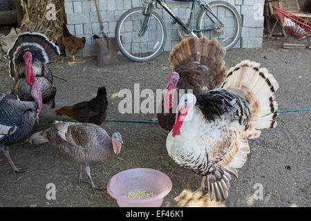 San Sebastian Abasolo, Oaxaca, Mexique - Les dindes et les poulets partager la saleté cour d'une maison dans une petite ville de Oaxaca. Banque D'Images