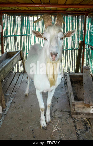 Saanen Billy Goat debout dans son ombre den et regarde droit vers l'observateur. Banque D'Images