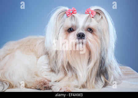 Shih-tzu chien avec arcs rose portrait sur fond bleu. Banque D'Images