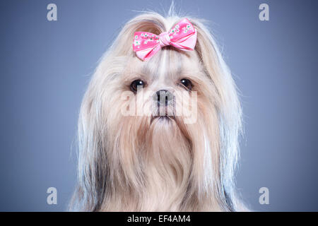 Shih-tzu chien avec noeud rose portrait sur fond bleu. Banque D'Images