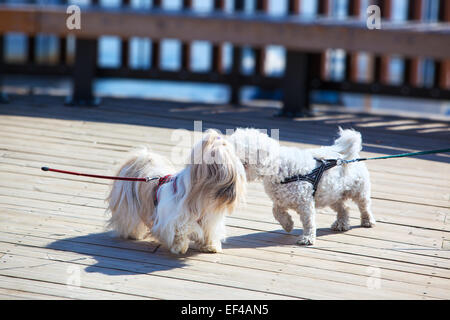 Deux petits chiens réunion sur la rue de la ville. Banque D'Images