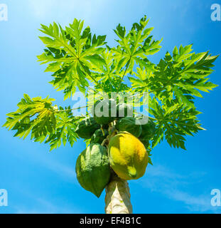 Les papayes vertes et jaunes qui poussent sur un arbre Banque D'Images