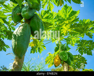 La papaye verte sur un palmier Banque D'Images