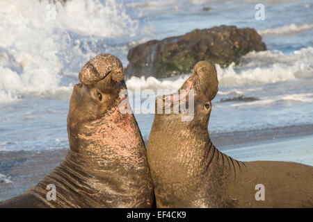 L'éléphant (Mirounga angustirostris) à leurs terres en fonction rookery pour la naissance et l'élevage. La Californie San Simeon Banque D'Images