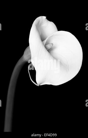 Une belle fleur de lis calla photographié en studio avec un fond noir. Banque D'Images