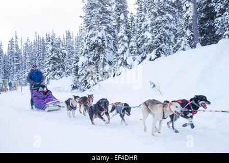 Les chiens de traîneau, Lake Louise, Banff National Park, Alberta, Canada Banque D'Images