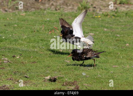 Deux mâles de charge (Calidris pugnax) en plumage de reproduction dans un lek ou une arène d'accouplement Banque D'Images