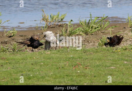 Trois mâles européens Ruffs (Calidris pugnax) s'exposant et menaçant dans leur arène d'accouplement lek au printemps Banque D'Images