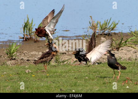 Quatre volants européens mâles fougueux (Calidris pugnax) en plumage de reproduction combattant au printemps dans leur lek (arène de bataille) Banque D'Images