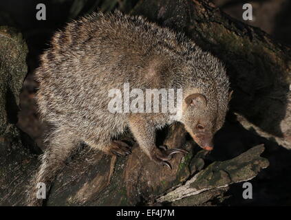 L'Afrique de l'est bagué mongoose (Mungos mungo) en close-up Banque D'Images