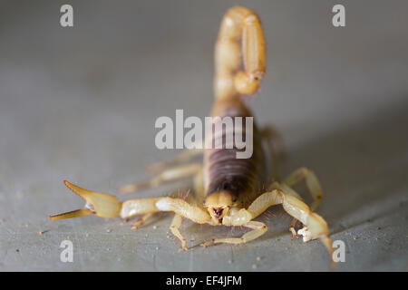 La Faune : Désert hairy scorpion - 'Hadrurus arizonensis'. Banque D'Images