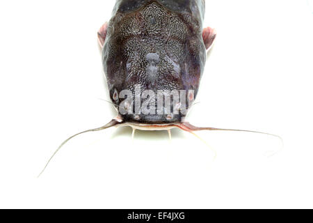 Poisson-chat frais avec moustache sur fond blanc Banque D'Images