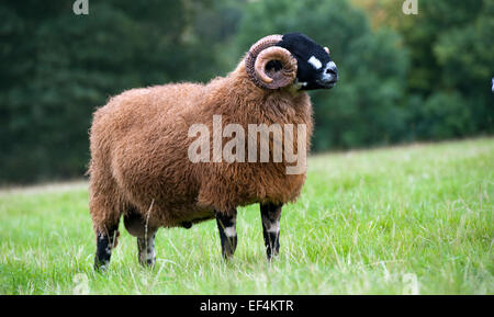 Ram Dalesbred dans le champ. North Yorkshire, UK. Banque D'Images