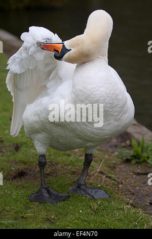 Cygne tuberculé mâle lissage Banque D'Images