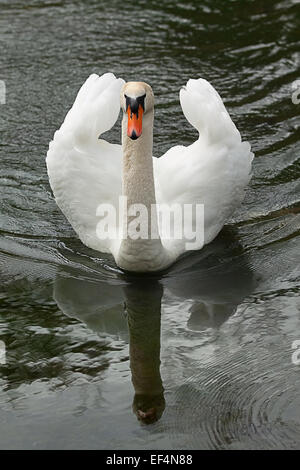 Cygne tuberculé mâle nage avec reflets dans l'eau Banque D'Images