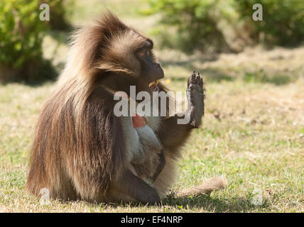 Babouin Gelada mâle sitting on grass Banque D'Images