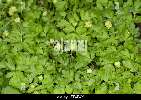 Moschatel, cinq face à Bishop, hollowroot muskroot, Tubéreuse, Moschuskraut Bisamkraut, Crowfoot, Adoxa moschatellina, Banque D'Images