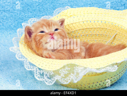 Petit Chaton couché sur le dos dans le chapeau de paille Banque D'Images