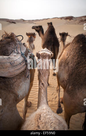 Chameau Banque D'Images