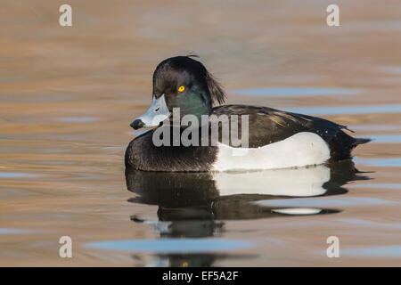 Fuligule morillon (Aythya fuligula). Mâle adulte Banque D'Images