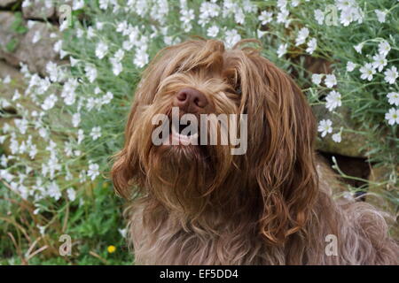 Berger hollandais, Schapendoes Portrait im Garten Banque D'Images