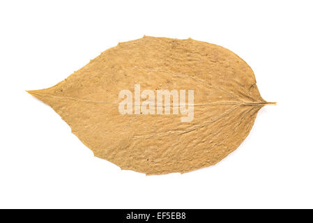 Dry Autumn Leaf Isolated On White Banque D'Images