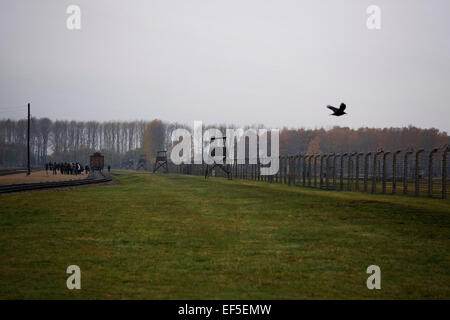 (150127) -- Bruxelles, le 27 janvier 2015 (Xinhua) -- Photo prise le 9 novembre 2012 montre un oiseau survolant les barbelés de l'ancien camp de concentration d'Auschwitz à Oswiecim, Pologne. Les célébrations du 70e anniversaire de la libération du camp de concentration d'Auschwitz a commencé dans le sud de la ville polonaise d'Oswiecim, mardi matin. Le camp de concentration a été fondée en 1940 par les Allemands surtout pour le but d'emprisonner des prisonniers polonais. Depuis 1942 il est devenu l'Europe est l'un des plus grands lieux d'extermination des Juifs, avec plus de 1,1 millions de personnes tuées, également, y compris les poteaux, les Roumains Banque D'Images