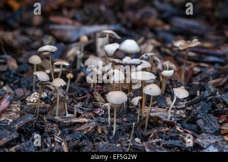 Petits champignons sur le sol forestier Banque D'Images