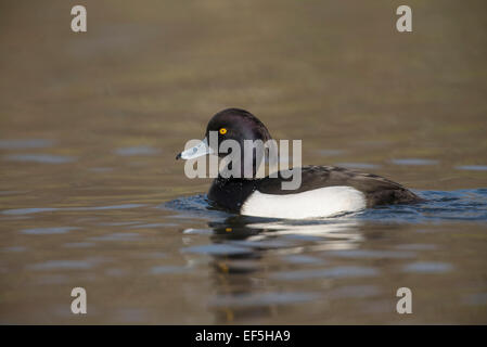 Fuligule morillon (Aythya fuligula). Mâle adulte Banque D'Images