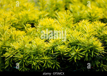 If Taxus baccata arbuste à croissance nouvelles pousses Banque D'Images