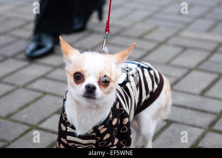 Le chihuahua est la plus petite race de chien et porte le nom de l'état de Chihuahua au Mexique. Banque D'Images