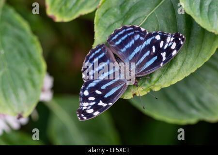 Myscelia Bluewing mexicain papillon : ethusa. Banque D'Images