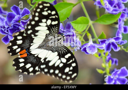 Close up noir et blanc de Papilio demoleus ou de lime manger papillon sur fleur bleu nectar Banque D'Images