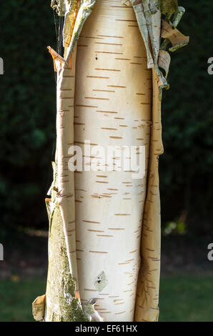 Sur l'écorce de bouleau verruqueux Peeling arbre dans Autumnc Banque D'Images