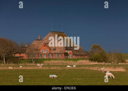 Haubarg / hauberg, ferme traditionnelle avec toit de chaume de l'Eiderstedt péninsule, Schleswig-Holstein, Allemagne Banque D'Images