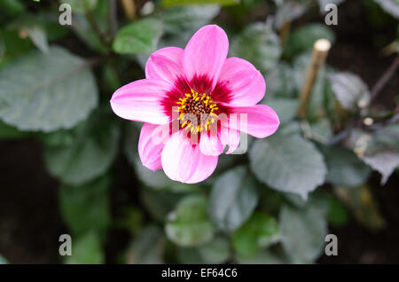 Une belle fleur heureux seul clin d'une fleur de la famille dahlia Banque D'Images